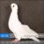 Whitepigeon