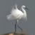 EGRETTA_ALBA